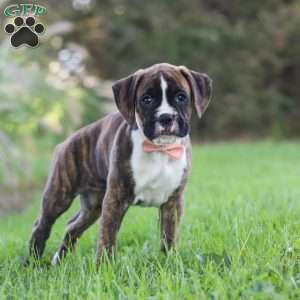 Lacy, Boxer Puppy